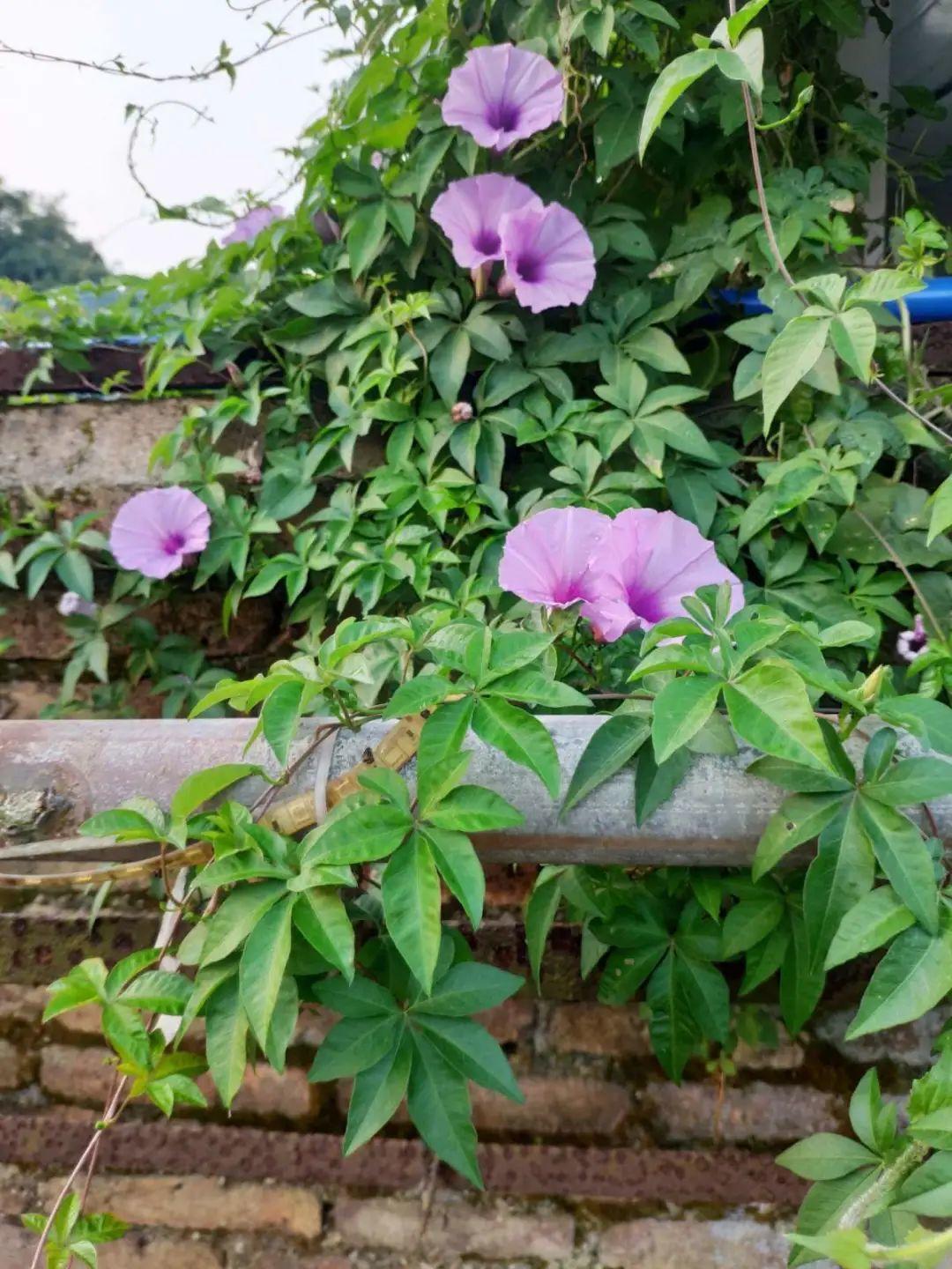 风雨兰露养开疯了 花一茬一茬开 越晒开花越多 资讯咖