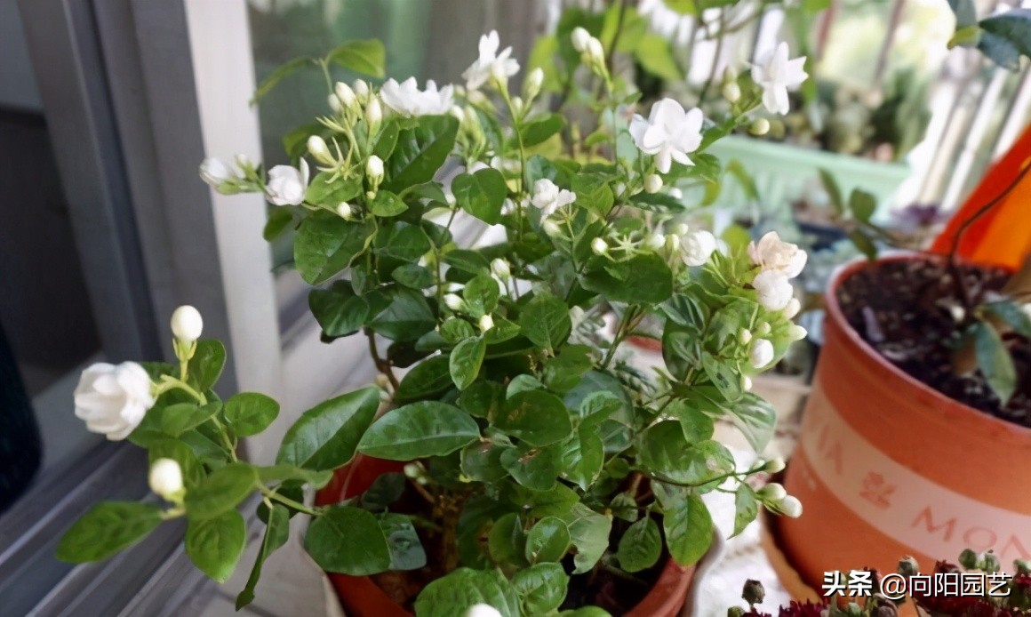 Jasmine leaves turn yellow, according to different conditions