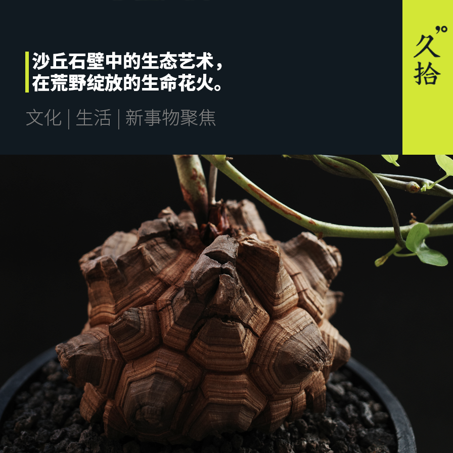 潮流种植者 块根植物狂热 Mp头条