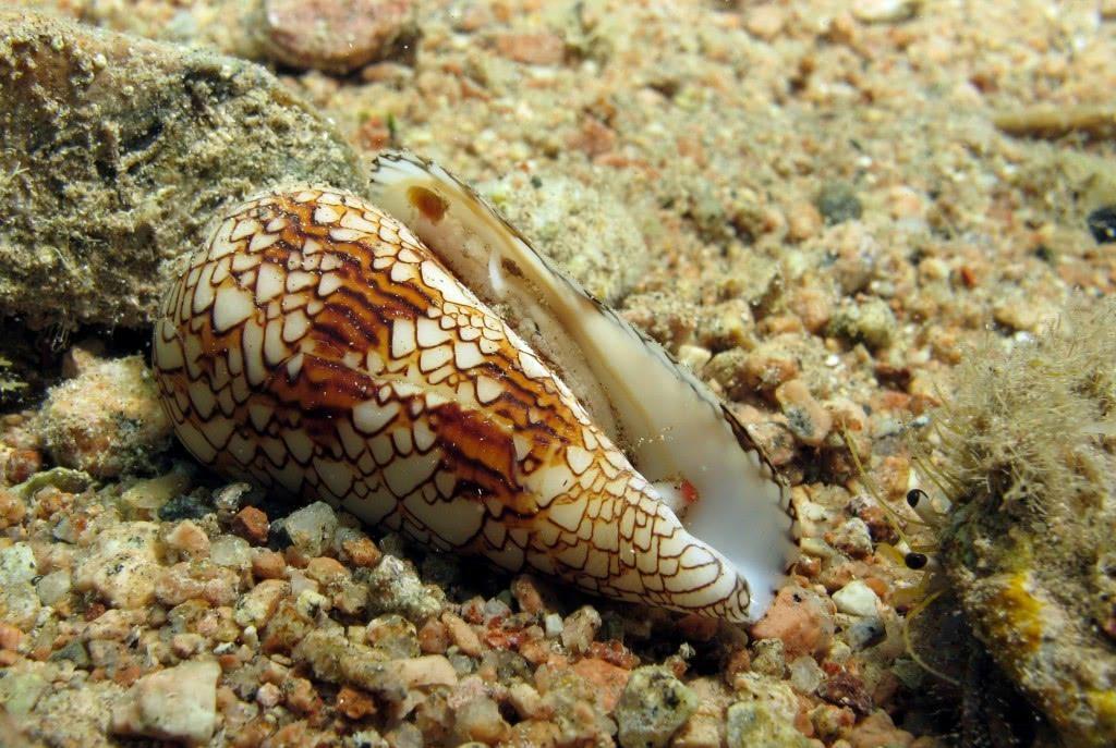 "The most whale hunter" 12 the world's most poisonous conch iMedia