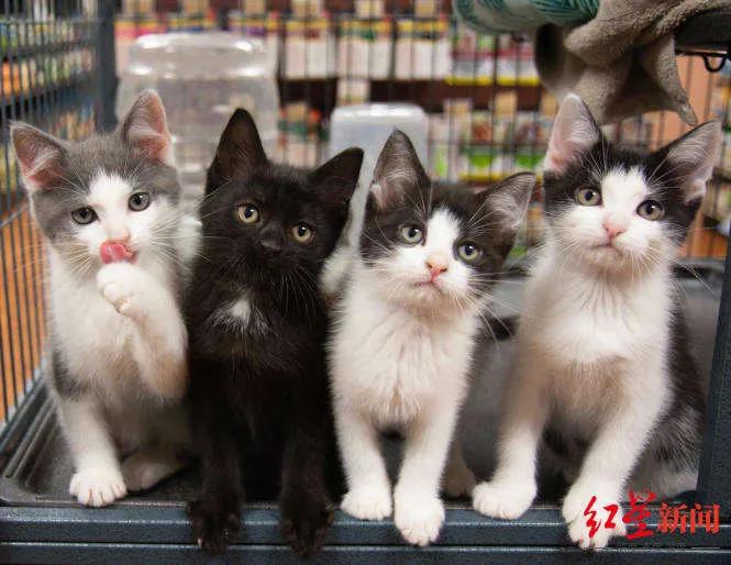 Pass legislation!France has banned the sale of cats and dogs in pet