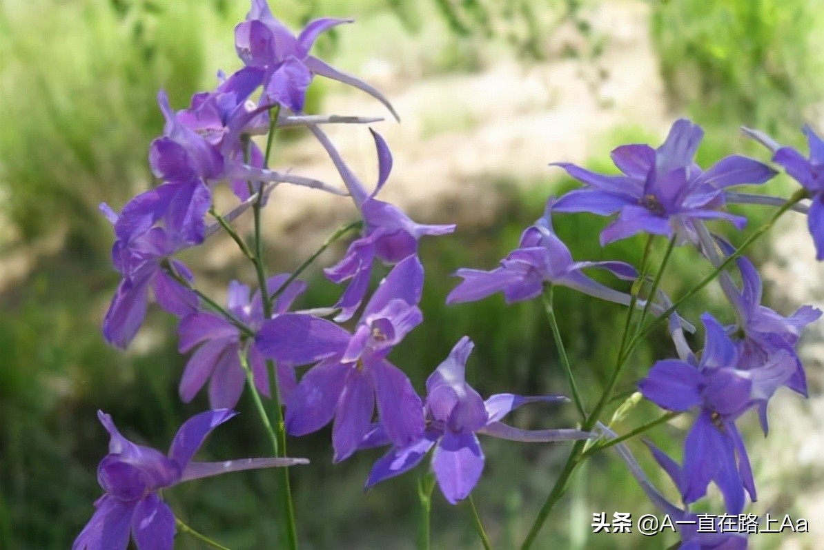 The ten most dangerous flowers in the world, the world's first poisonous flower iMedia