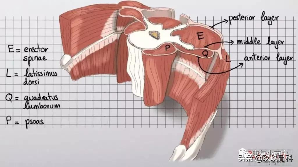 胸腰筋膜对于运动的重要性 你知道吗 资讯咖 胸腰筋膜对于运动的重要性 你知道吗 资讯咖