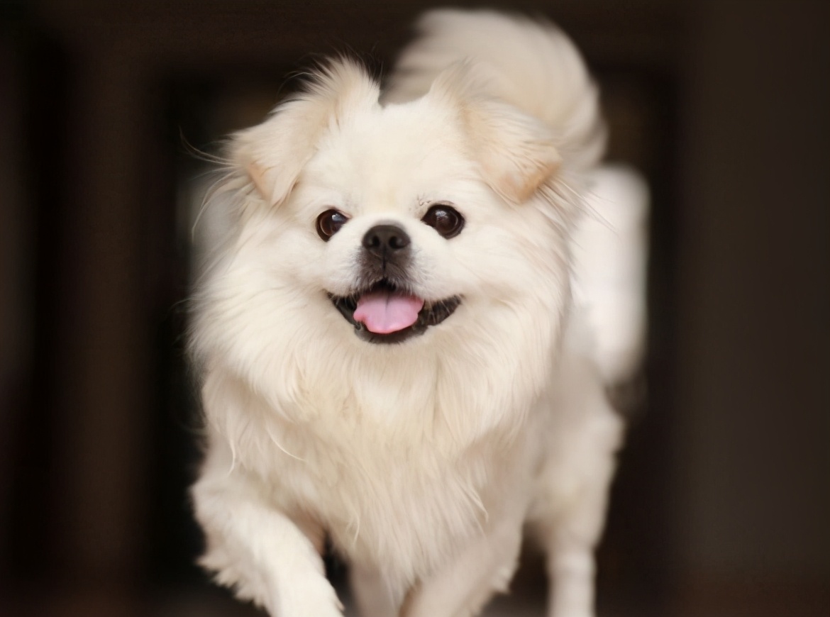 为什么 优点多 性格好 的京巴犬 很少有人养了 原因有几个 Mp头条