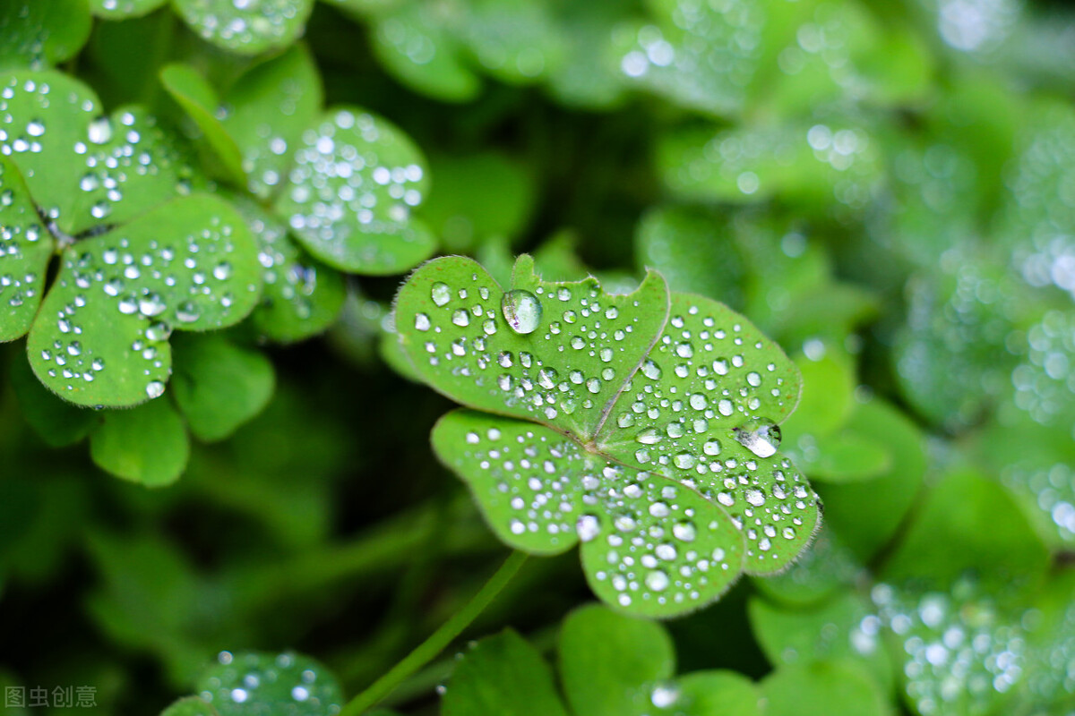 Music Appreciation Combination "Broken Love Front Alliance" The rhythm is cheerful