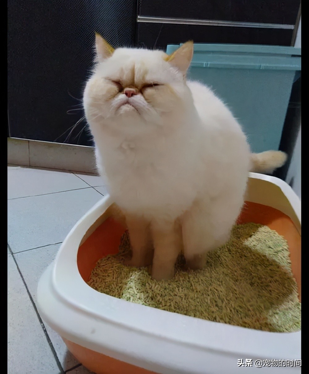 Why doesn't your cat bury its shit?Reasons and methods for cats not to