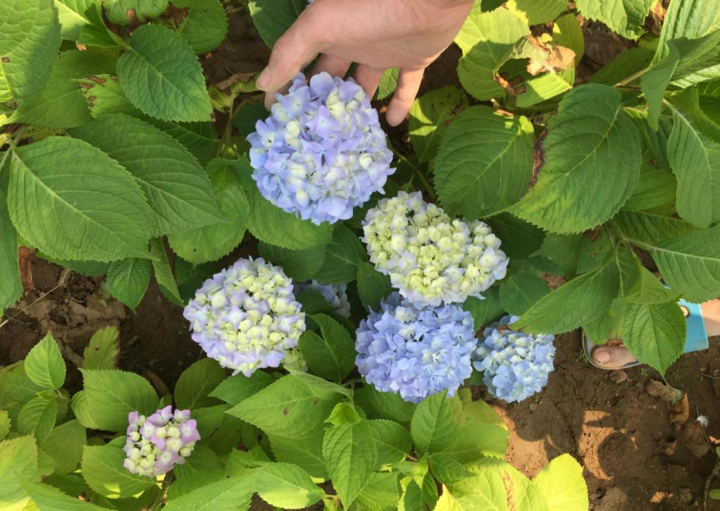 How to raise the flowered hydrangea potted plants? iMedia