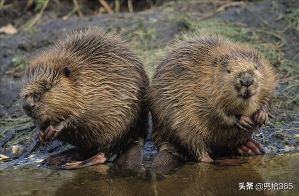 公河狸努力搭窩 母河狸悠閒打扮 網友 動物也躲不過這規律 資訊咖