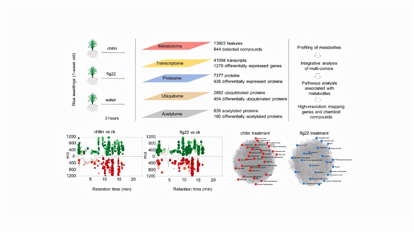 Multi-omics research strategy reveals the regulatory network of the ...