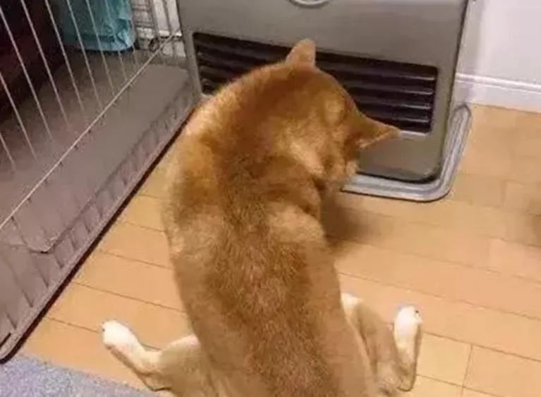 dog afraid of air conditioner