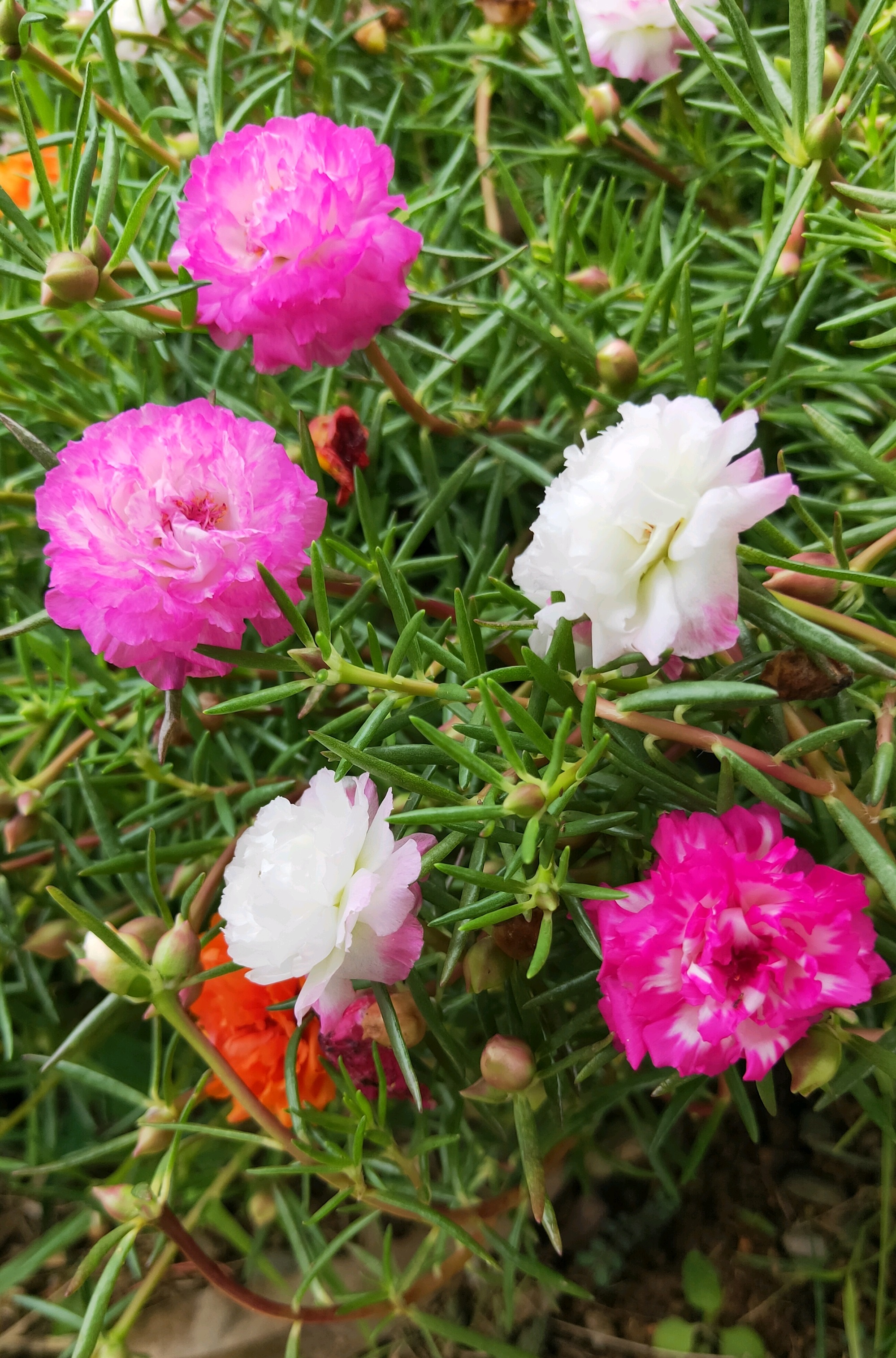 重瓣太陽花 冰紫 美麗若牡丹 好養易打理 三季有花賞 資訊咖