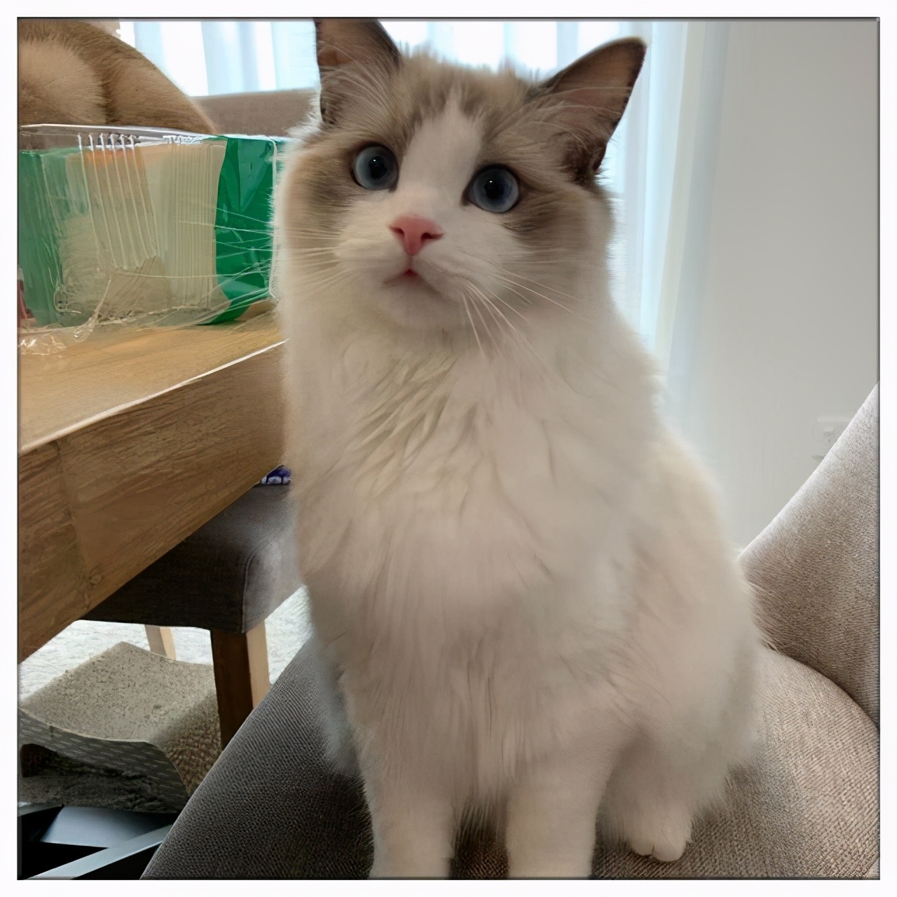 What to do if puppet cats are picky eaters and do not eat cat food? iMedia