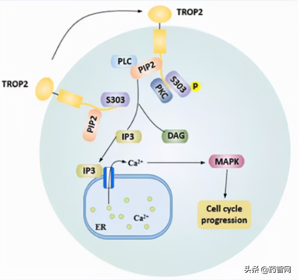 Rising Star Trop2 The Target Of Antibody Conjugated Drugs Adc Imedia 8679