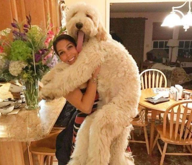 giant fluffy poodle