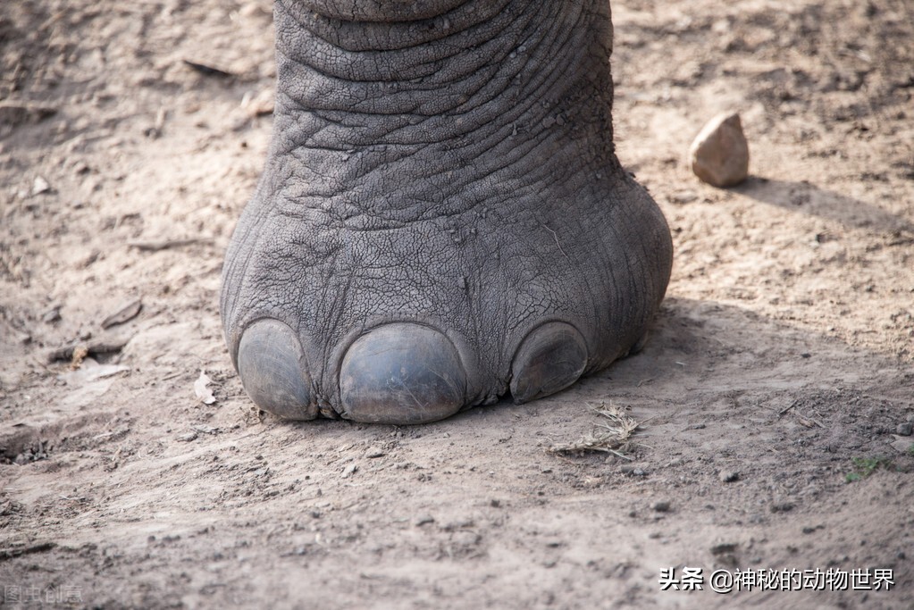 The magical feet of elephants They are walking on their toes, and they