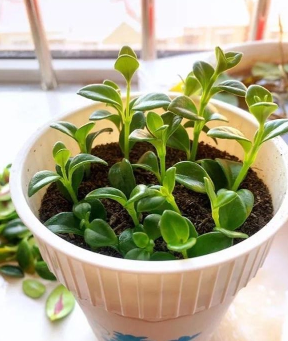 How to cut goldfish spider plant?Learn a few methods, it's not ...