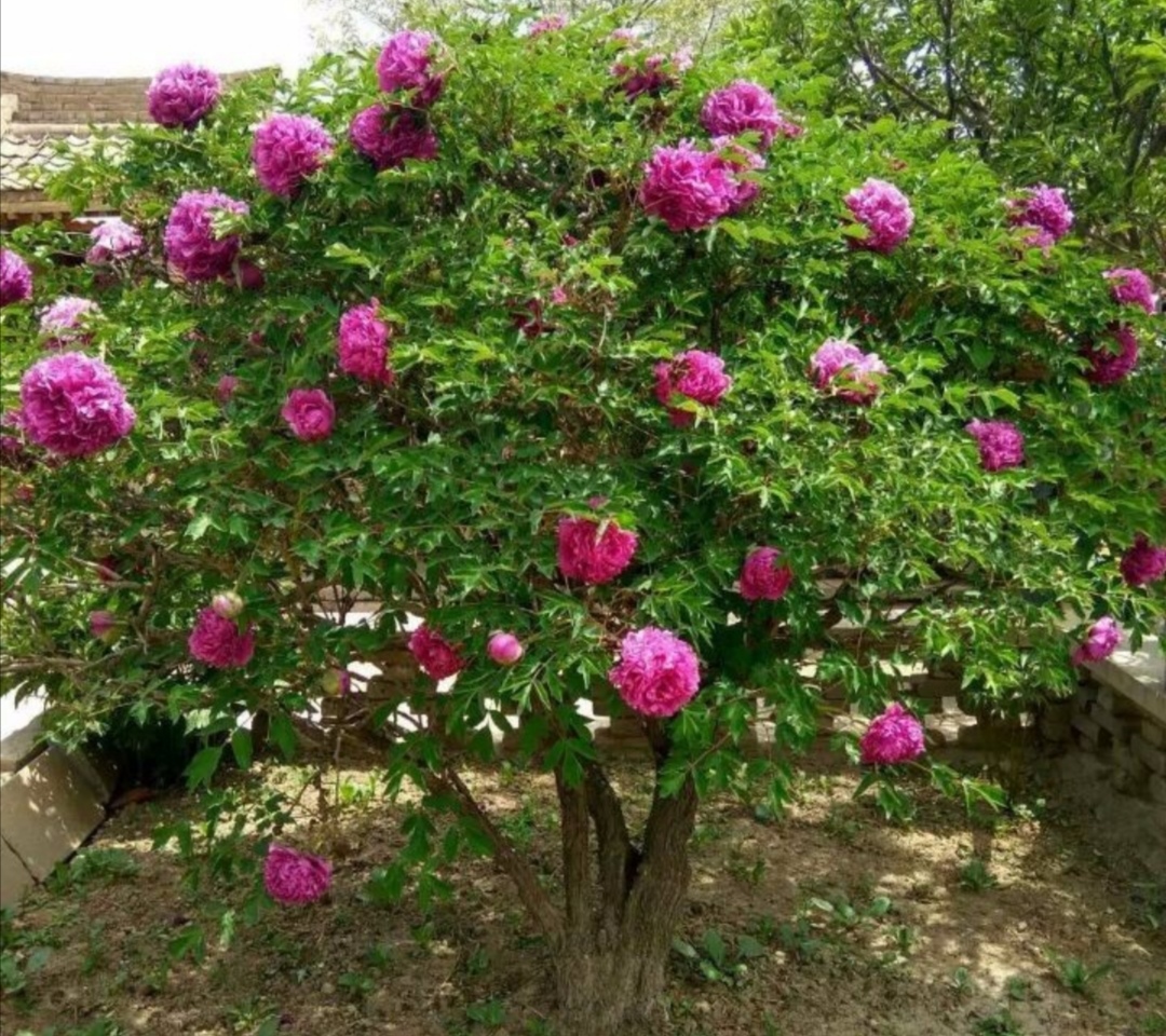 The 3 kinds of flowers have long lifespan and high ornamental value