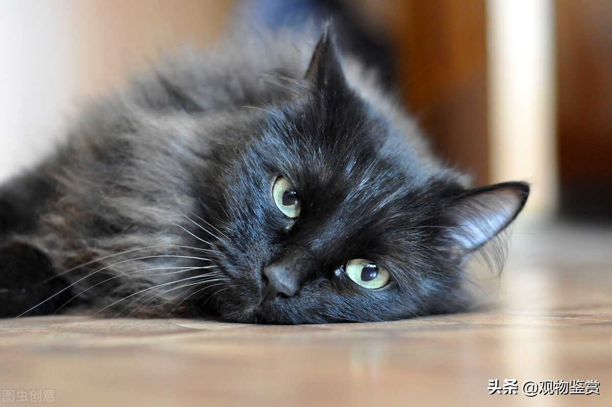 There Are Many Breeds Of Pure Black Cats But Pure Colored Cats Are Rare What Kind Of Pure Black Cats Are Inews