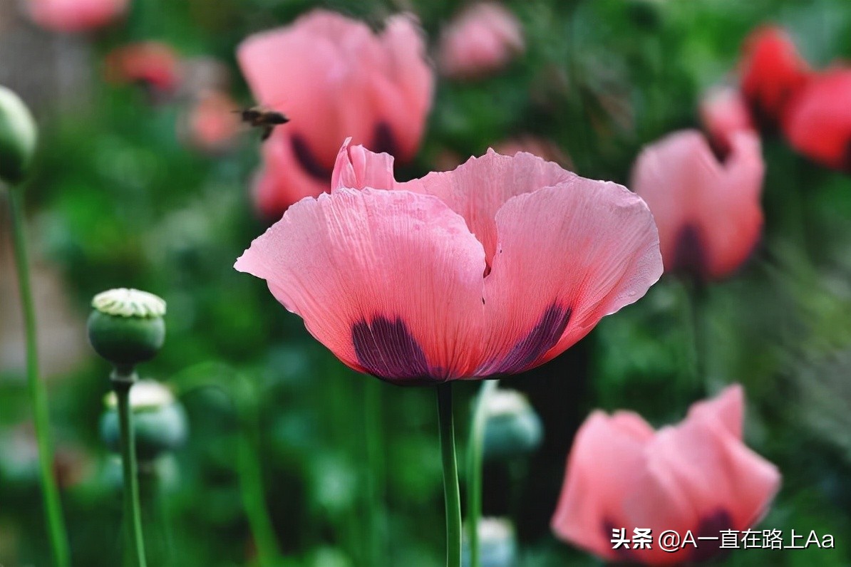 The ten most dangerous flowers in the world, the world's first