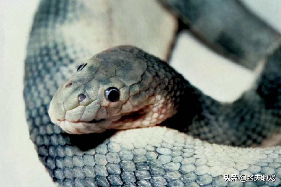丑面阎王 钩鼻海蛇 世界上最毒的海蛇 也是伤人最多的海蛇 资讯咖