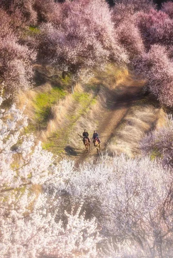 杏花雨 季語秦 資訊咖