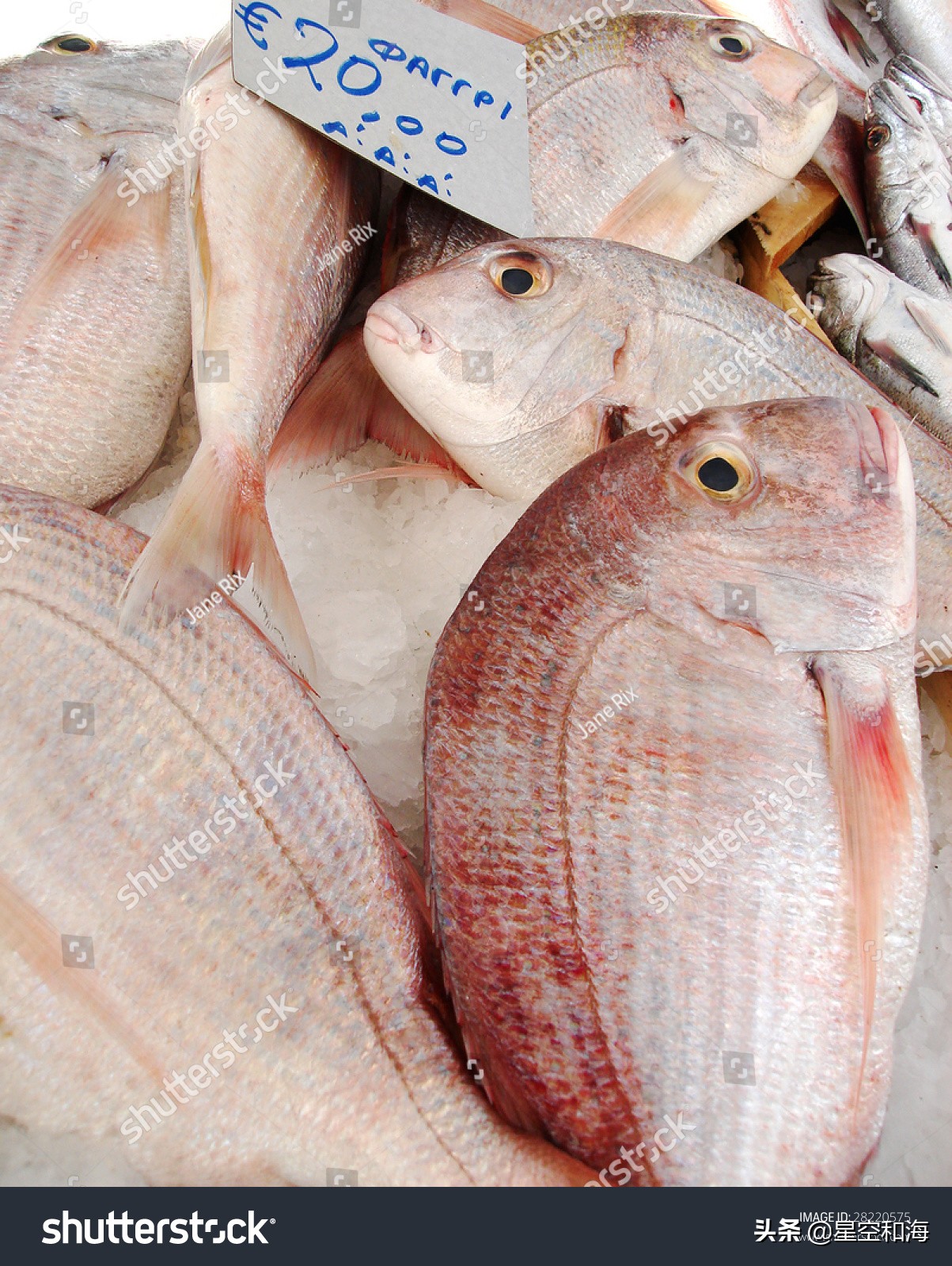 我吃的是哪种鱼 希腊的海鱼名称 资讯咖