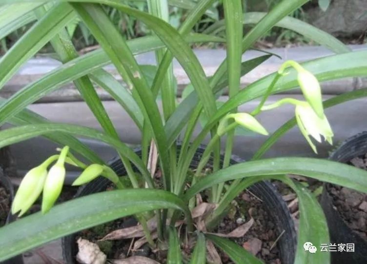 詳解春蘭 蕙蘭 建蘭 寒蘭 墨蘭 春劍 蓮瓣蘭的鑑別 資訊咖