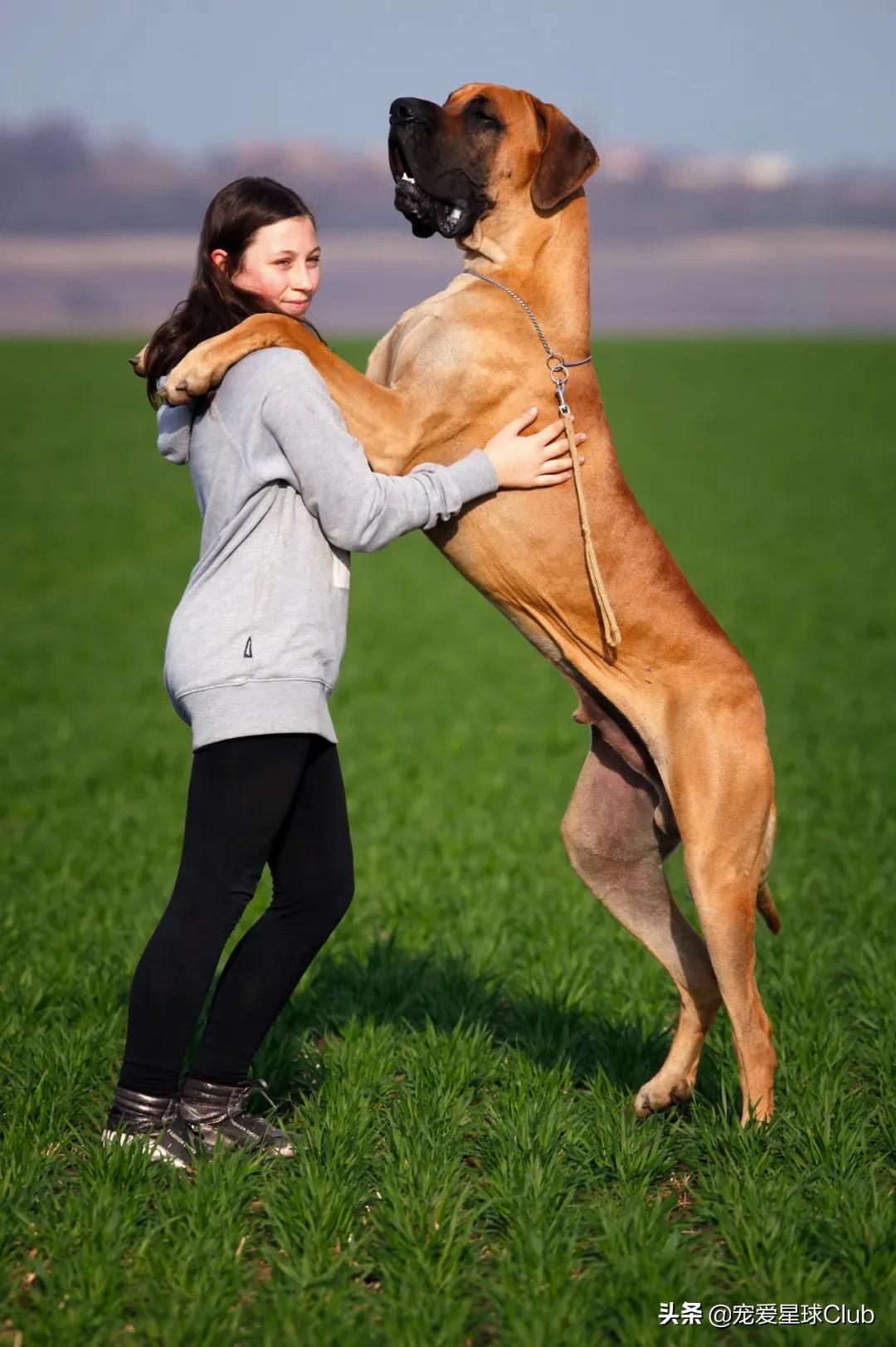 大丹犬 一辆车都装不下的狗 资讯咖