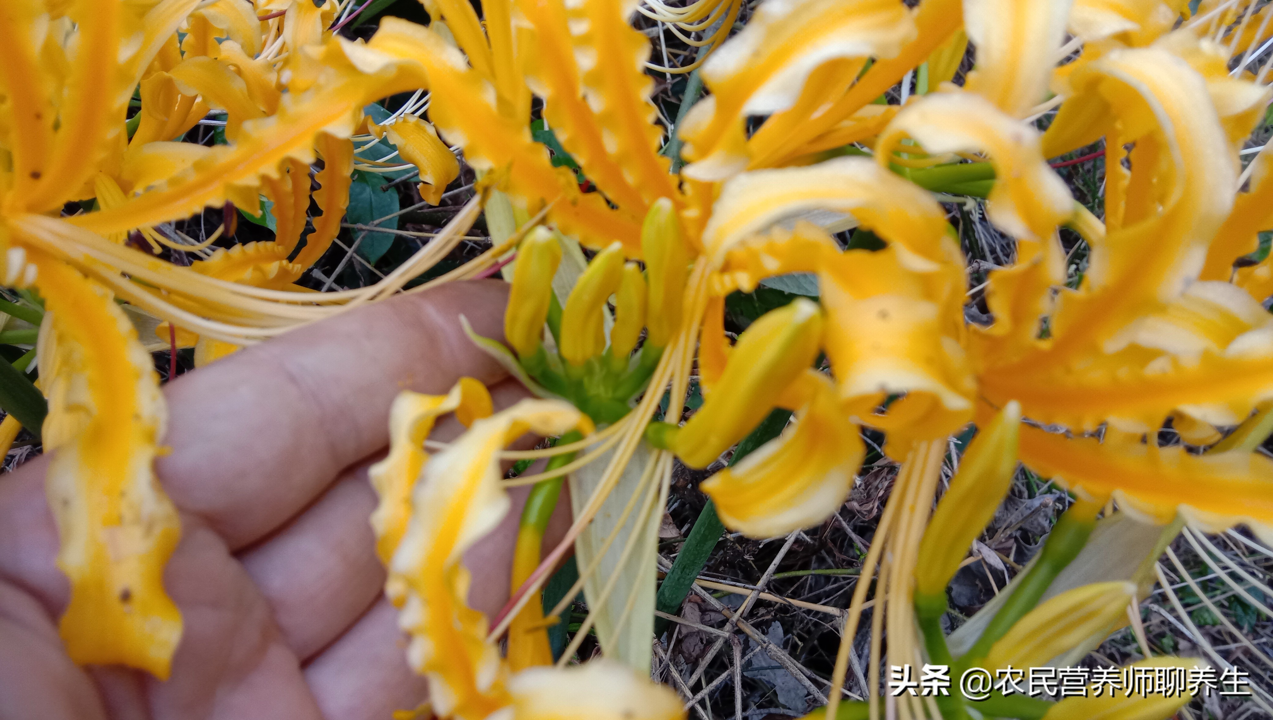 Beautiful flowers are not edible. The stems are as valuable as garlic
