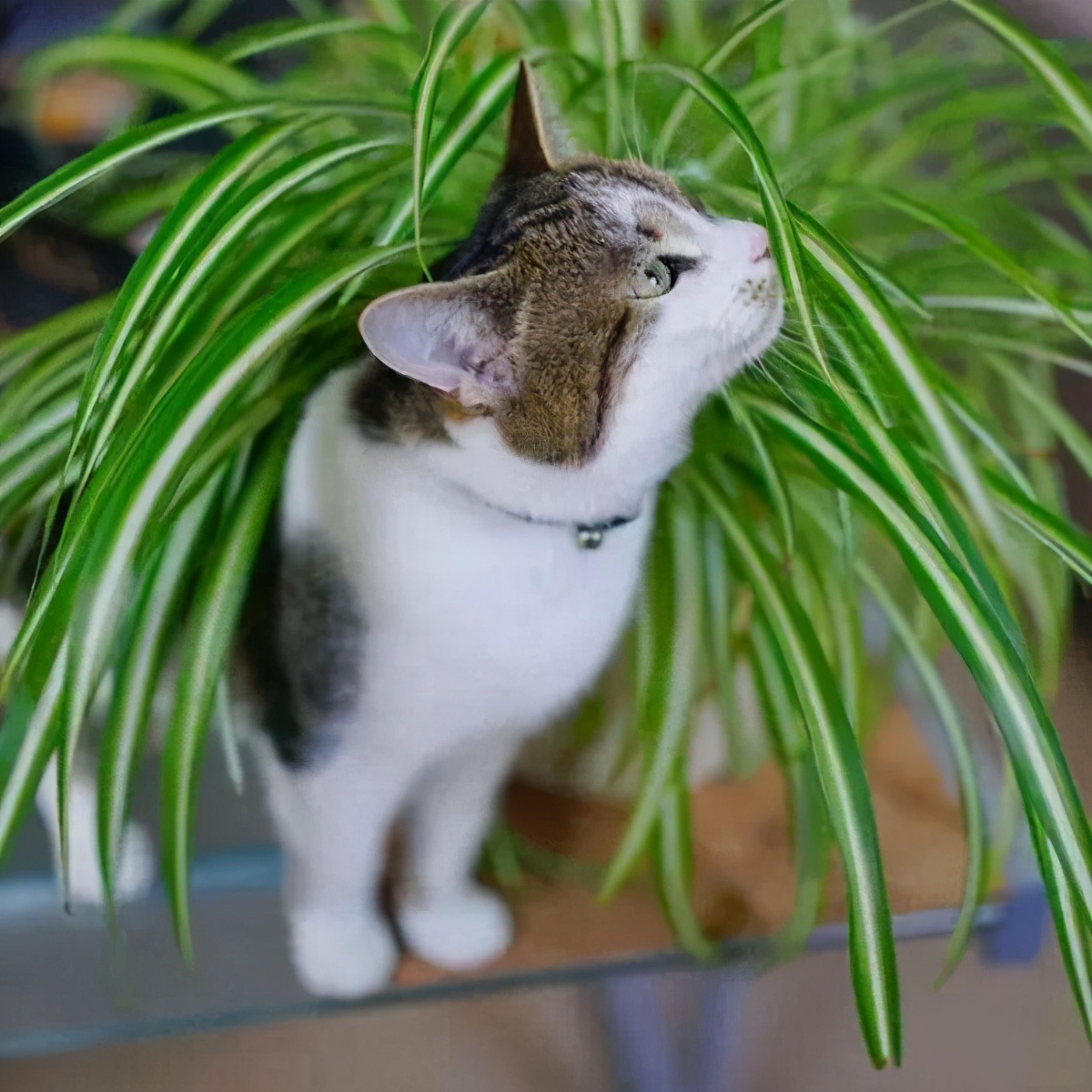 4种适合养猫家庭的植物 养猫养植物两不误 资讯咖