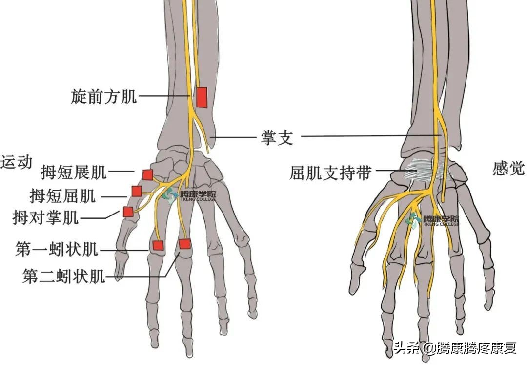 上肢神经损伤的表现 资讯咖