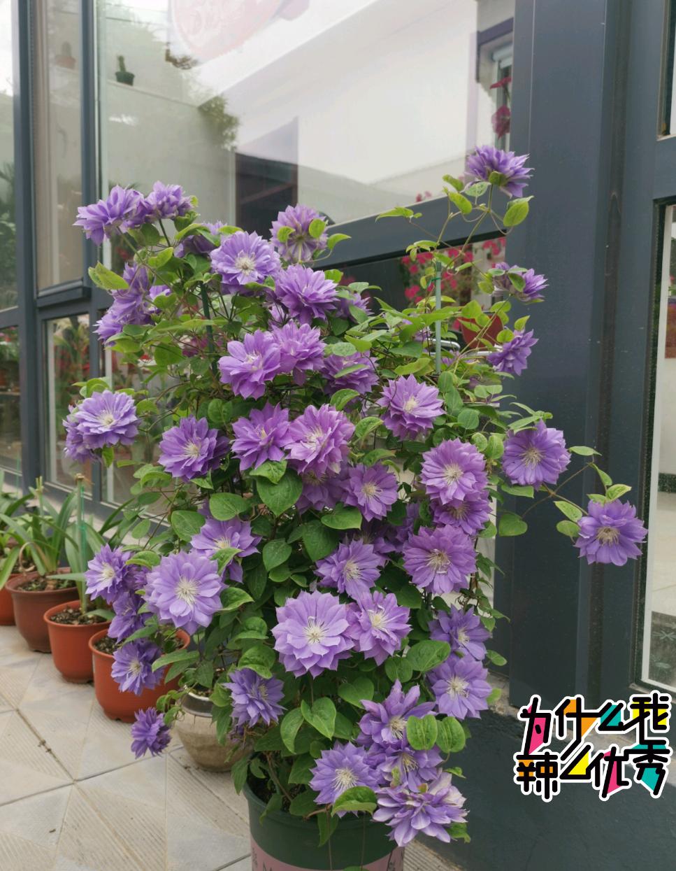 铁线莲 円空 花美似牡丹 丰花勤花 皮实强健 东北也能养 资讯咖