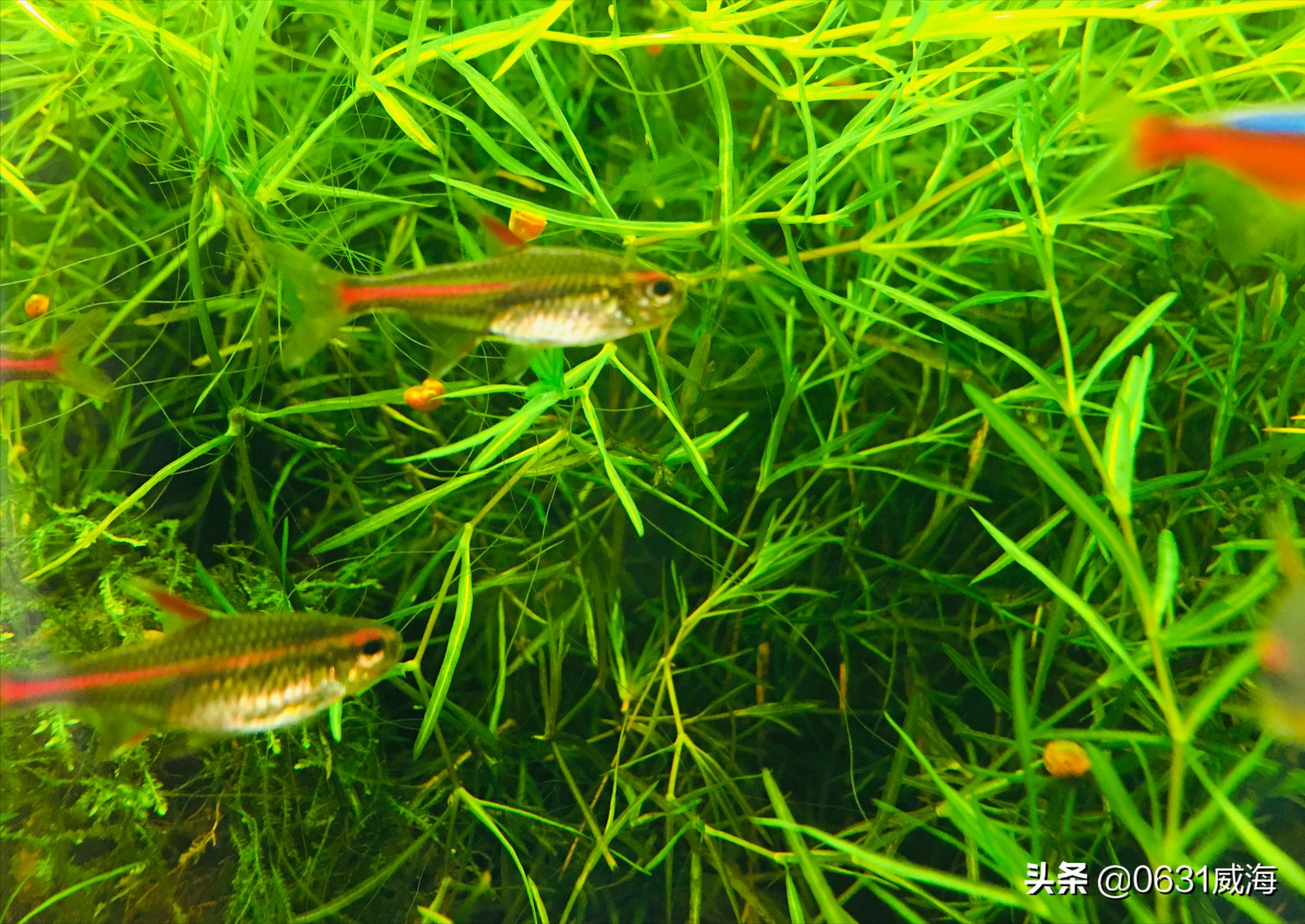 觀賞魚中燈科魚在飼養中出現魚鰭邊緣變白 新手要注意與病症區分 資訊咖