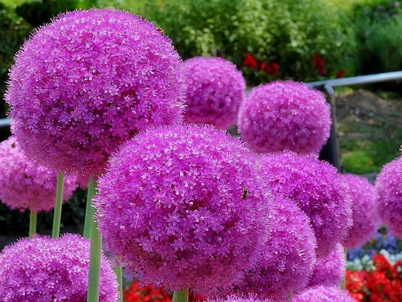 可爱的大花葱 葱族的颜值担当 花朵梦幻般美丽 Mp头条