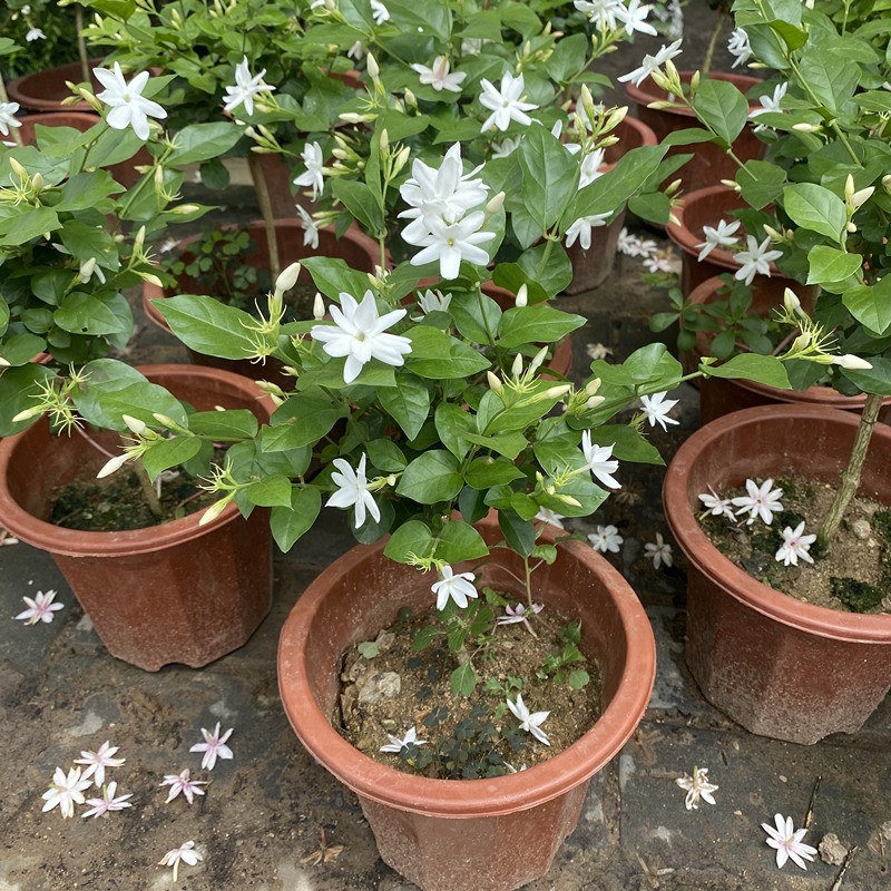 There are so many varieties of fragrant jasmine. How many kinds do you