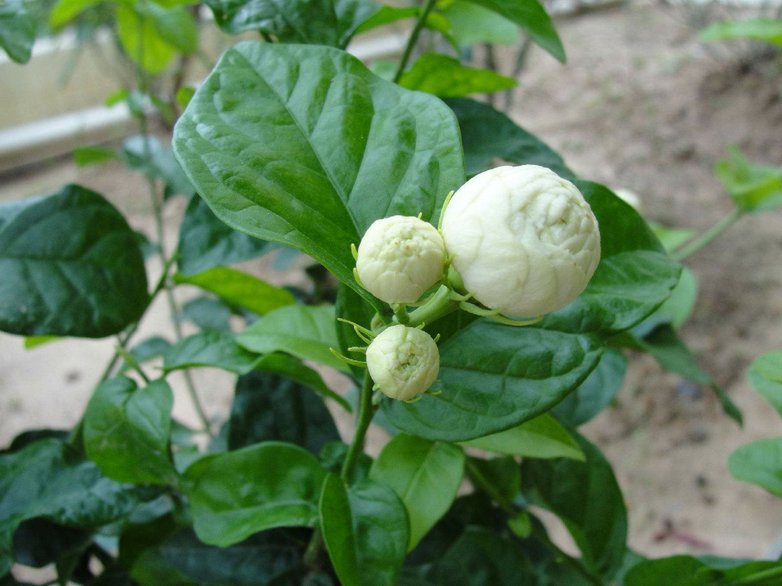 How to maintain jasmine during blooming?Make 4 points, it's not