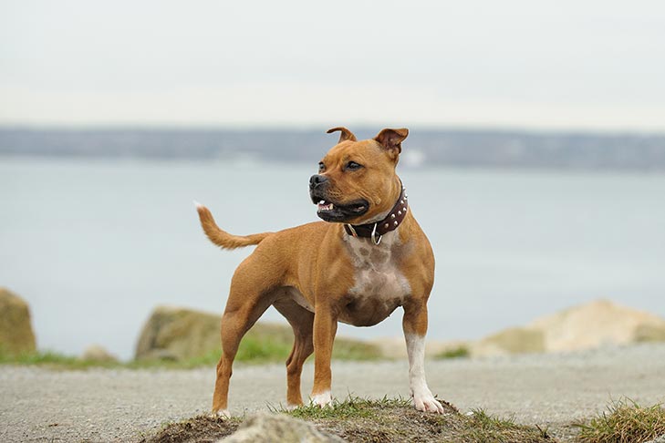 Seeking Roots And Asking Ancestor Series 87 Staffordshire Bull Terrier Minnews