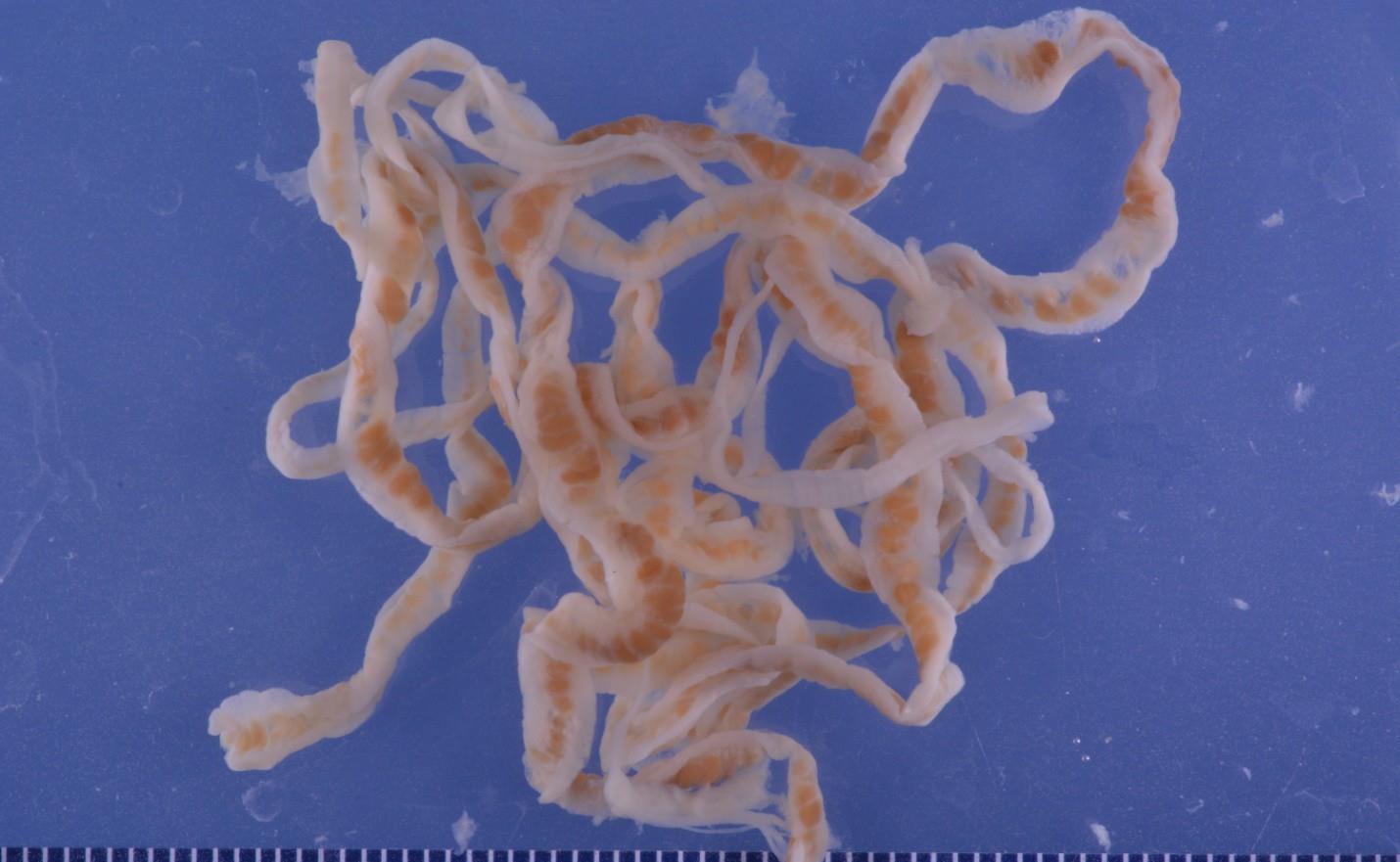 How do tapeworms parasitize in animals?What is this operation?Someone