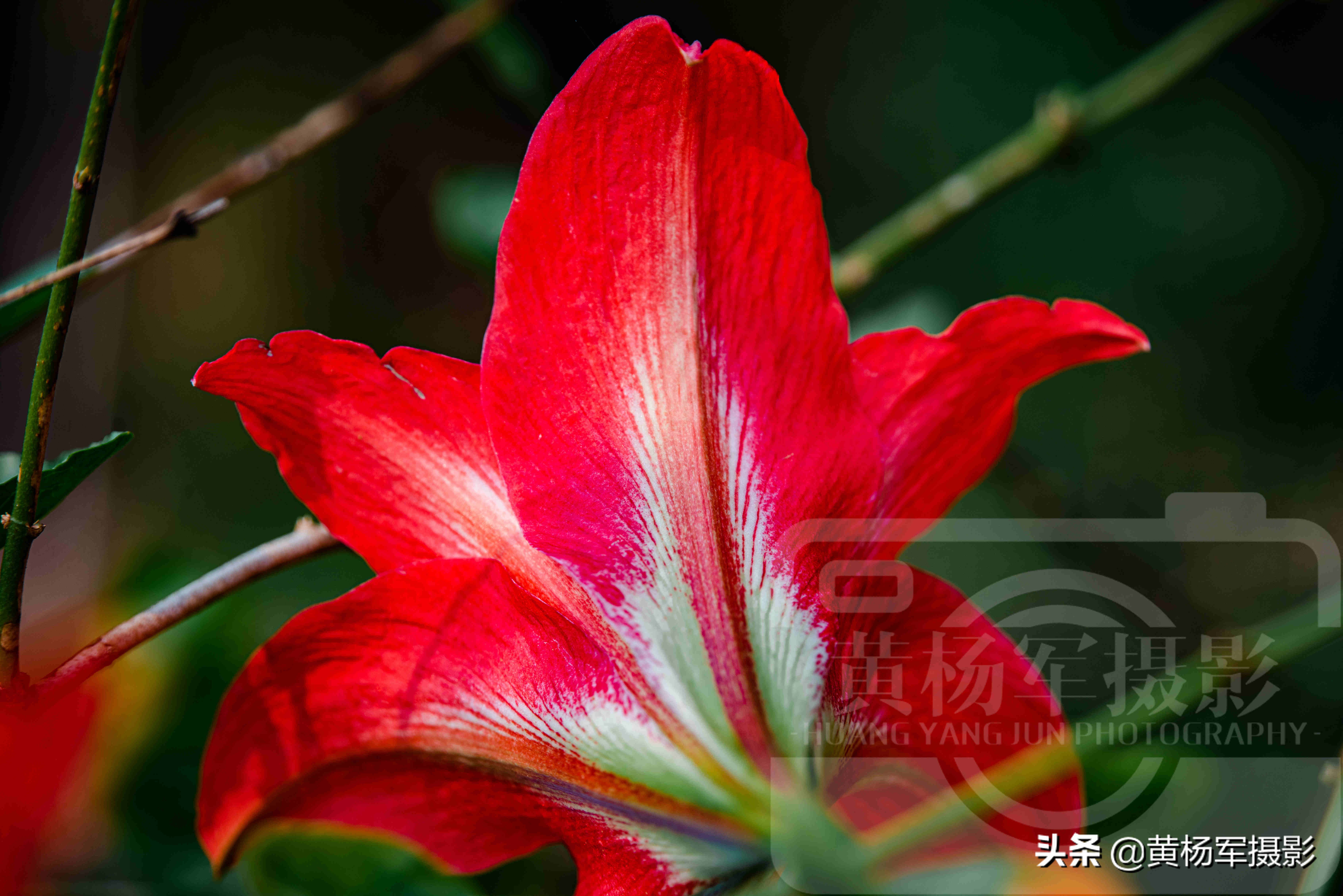 陽光下美麗綻放的朱頂紅花 紅艷嬌美的花朵絢爛迷人 春花極美 Mp頭條