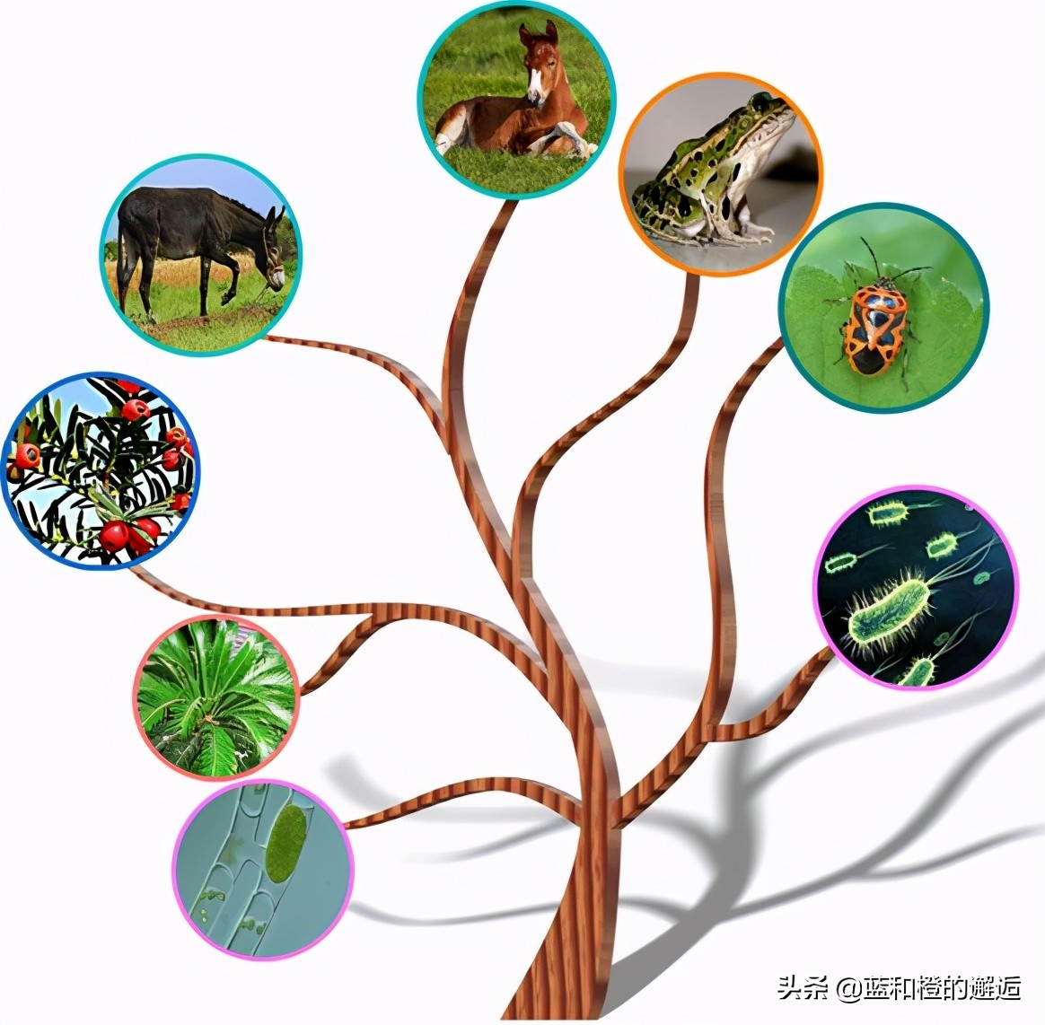 你對生物分類了解多少 資訊咖