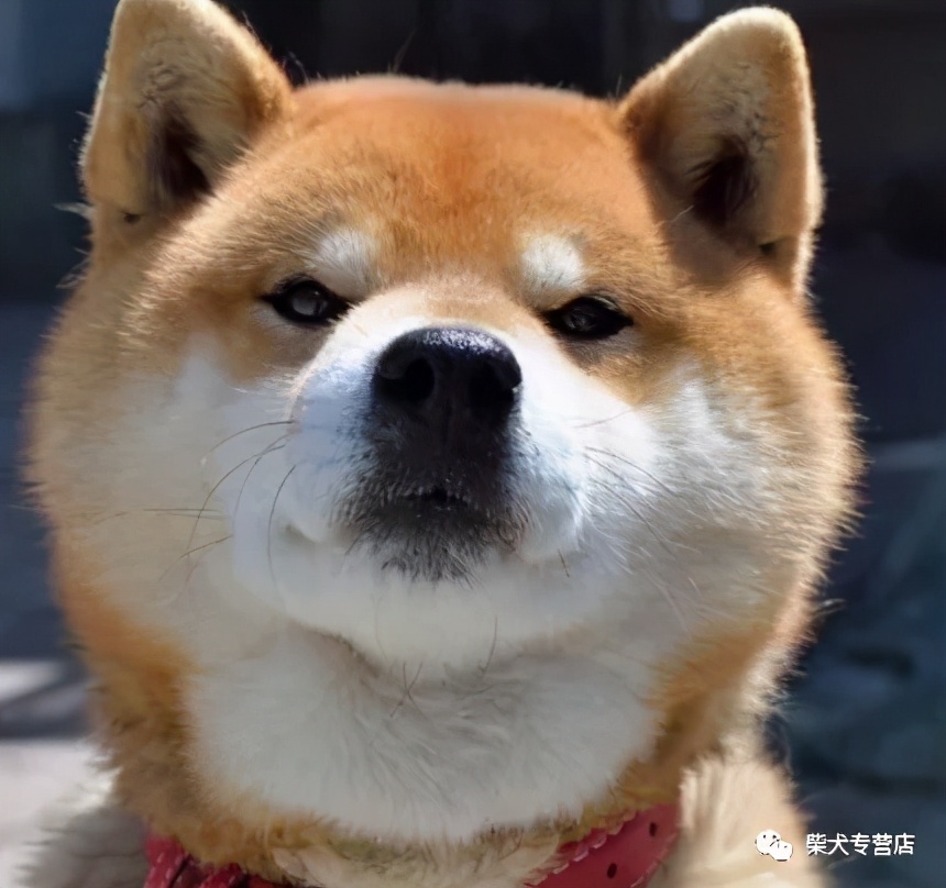 想要养一只网红柴犬 先看看购买柴犬的技巧吧 资讯咖