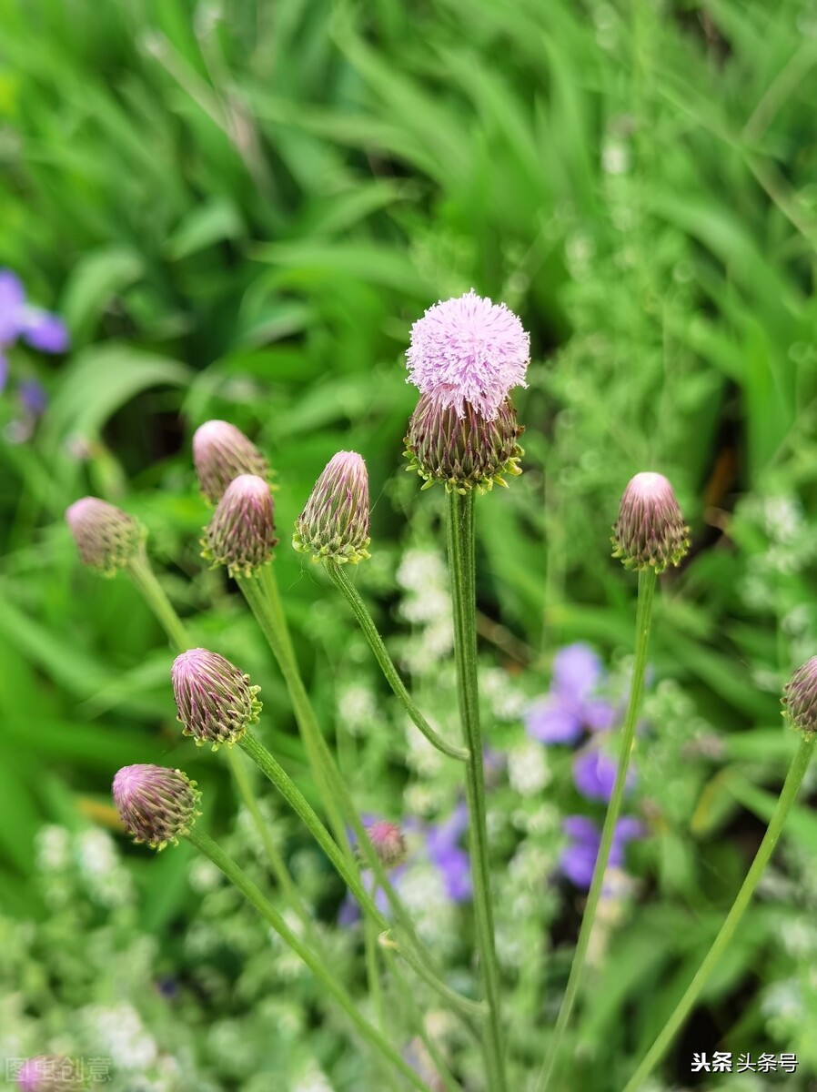 农村常见中药之茜草根和小蓟 资讯咖