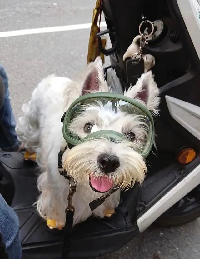 dog afraid of air conditioner