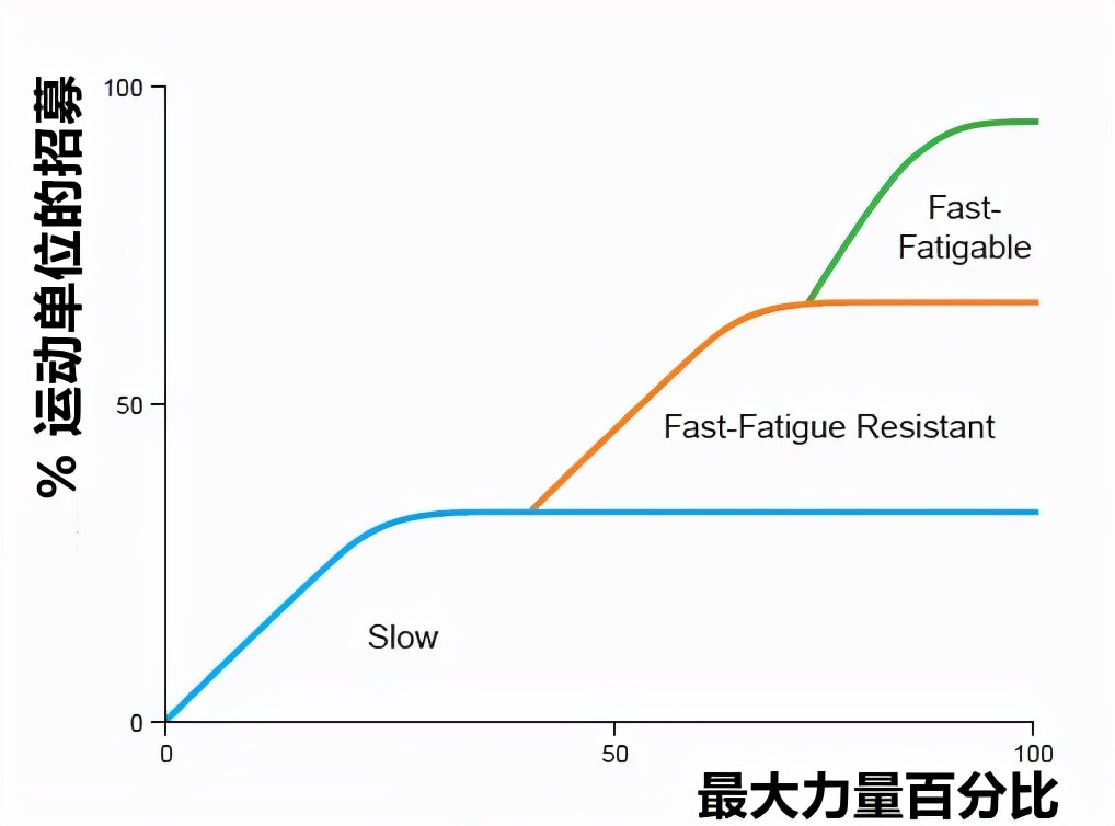 Regarding the size principle, muscle recruitment and nerve activation