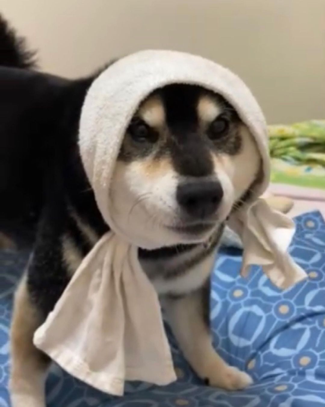 Want to buy a Shiba Inu puppies, how much does it cost to buy the