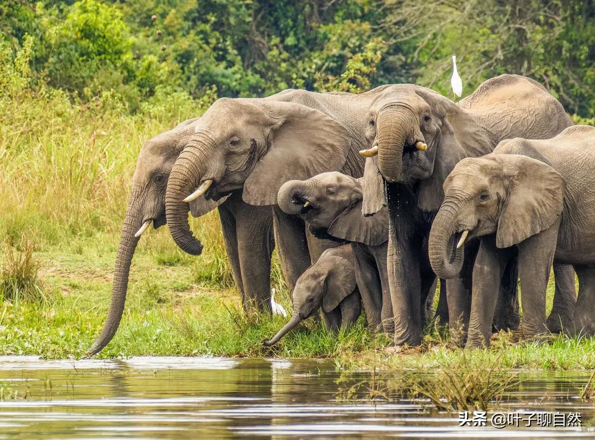 The matriarchal society and bachelor of elephants, interesting animal
