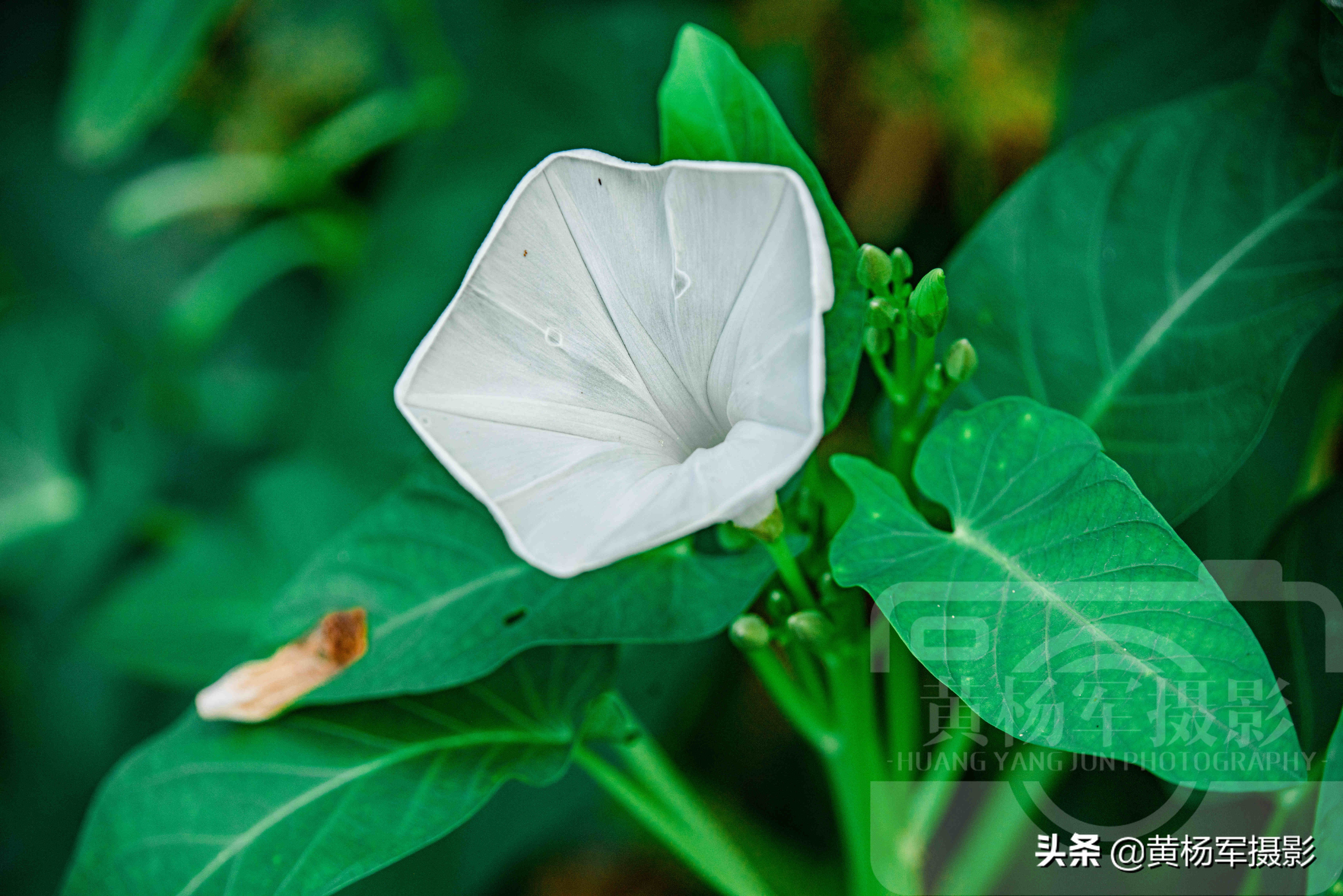 空心菜花芬芳绽放的美丽 洁白的花朵宛如喇叭很别致 艳丽迷人 Mp头条