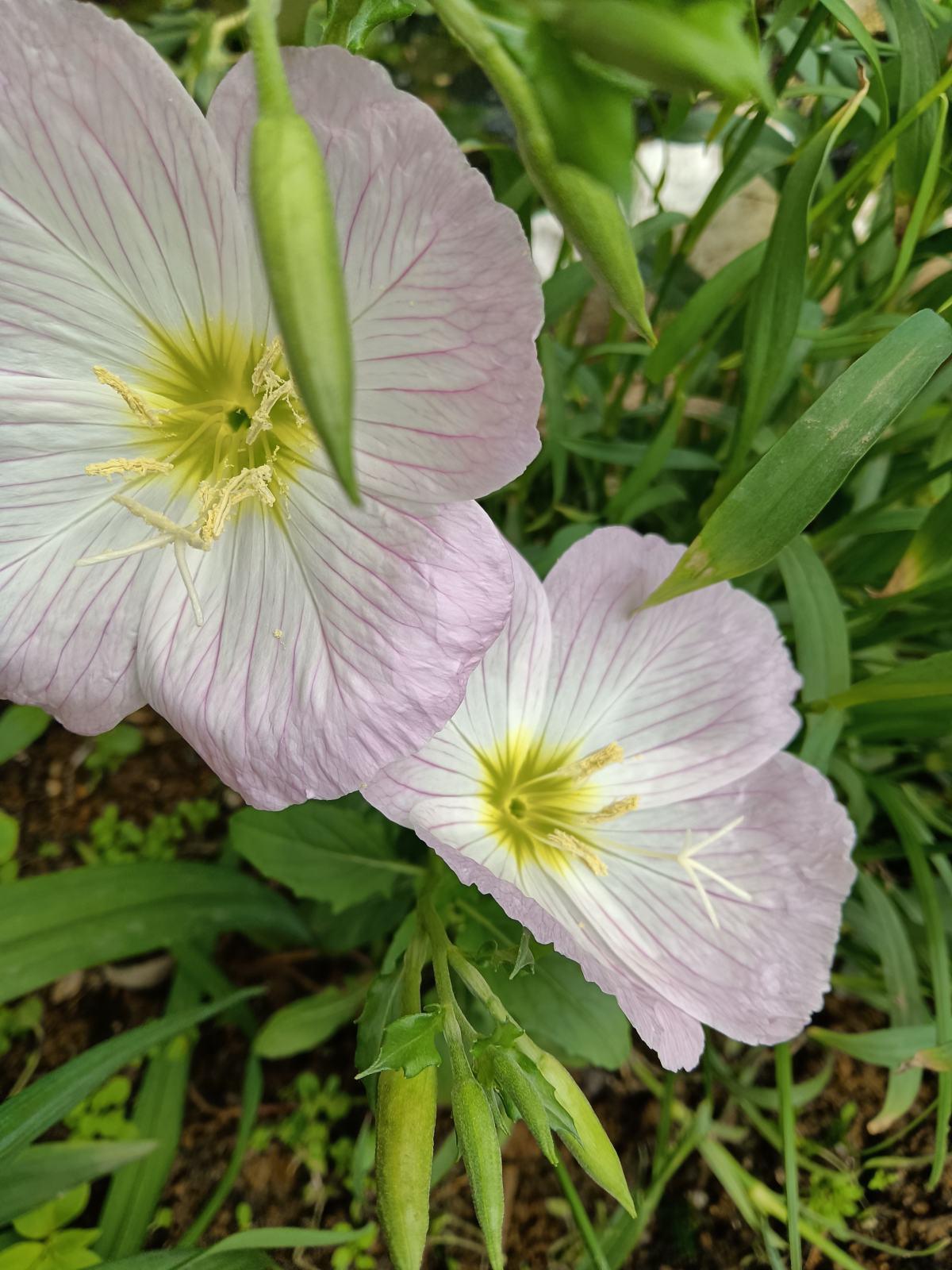 These 5 unique flowers bloom only at night, so you can cook them and