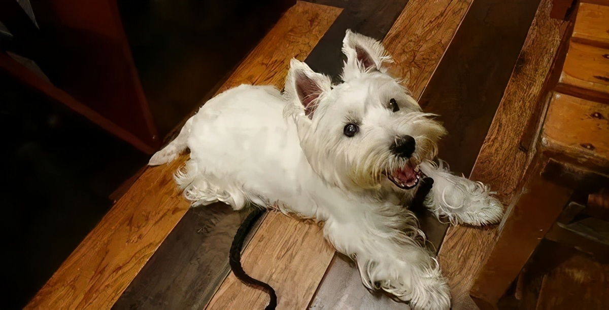 dog afraid of air conditioner