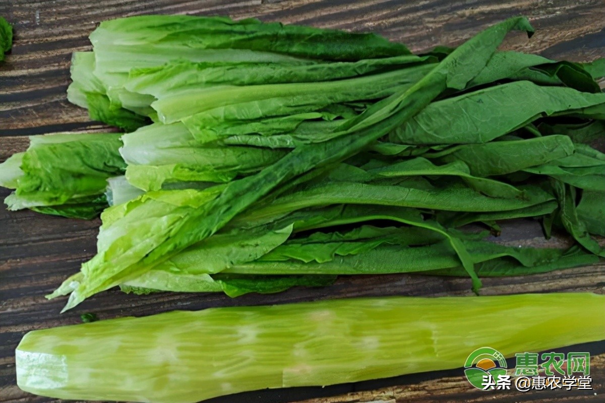 What is the difference between Youmai Cai and lettuce leaves?What